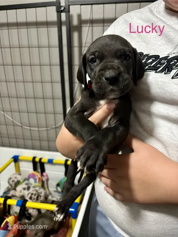 Lucky – Great Dane puppy for sale in Ash Grove, MO