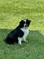 Max , a male Aussalier for sale in Picayune, MS – 4 of 5