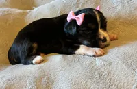 Mimi, a female Aussalier for sale in Picayune, MS – 1 of 6