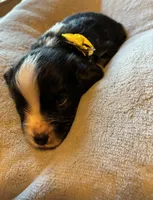 Prince, a male Aussalier for sale in Picayune, MS – 2 of 5