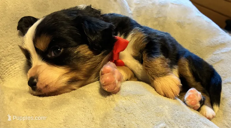 Tucker – Aussalier puppy for sale in Picayune, MS