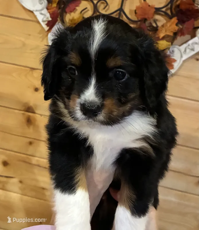 Shadow – Aussalier puppy for sale in Picayune, MS