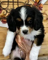 Cooper, a male Aussalier for sale in Picayune, MS – 6 of 9