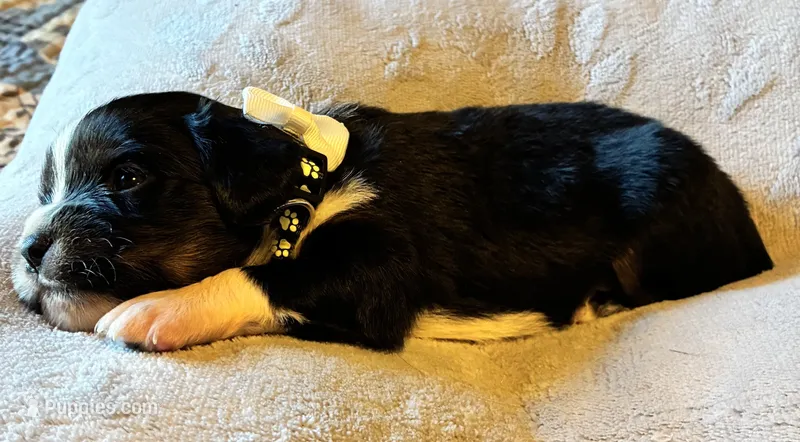 Shadow – Aussalier puppy for sale in Picayune, MS