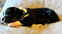 Shadow, a male Aussalier for sale in Picayune, MS – 1 of 5