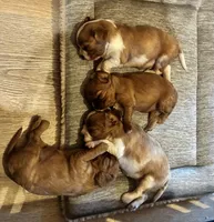 Amberli, a female Cavalier King Charles Spaniel for sale in Picayune, MS – 4 of 5