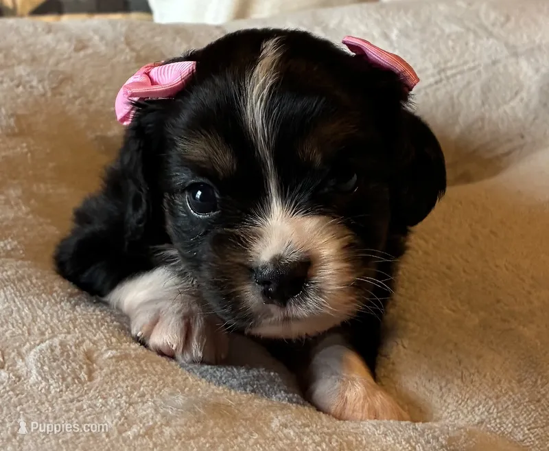 Mimi – Aussalier puppy for sale in Picayune, MS
