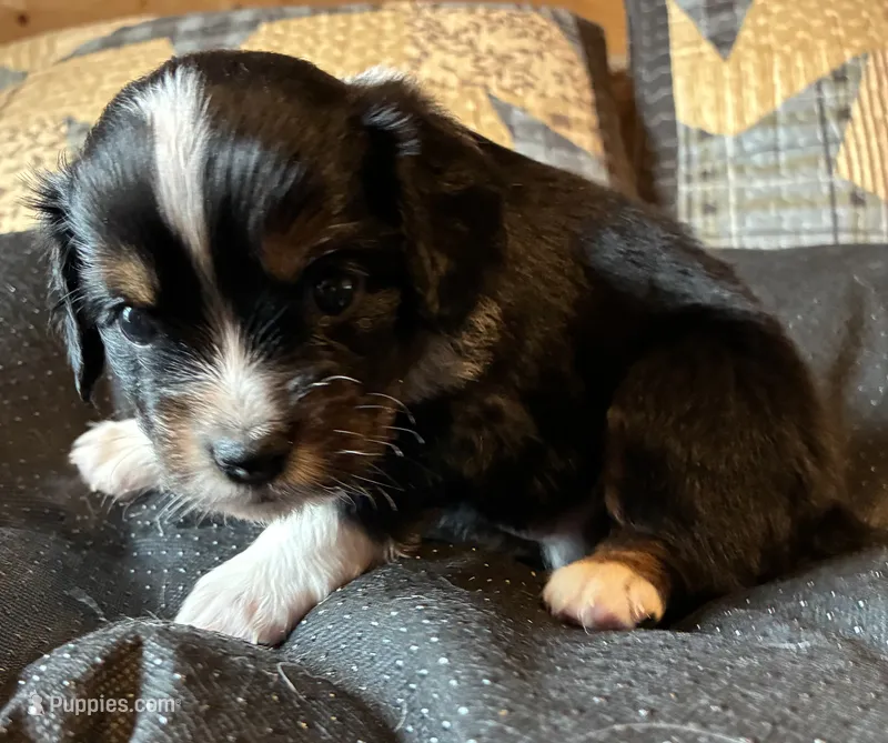 Shadow – Aussalier puppy for sale in Picayune, MS