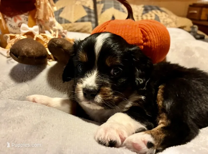 Shadow – Aussalier puppy for sale in Picayune, MS