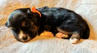 Max , a male Aussalier for sale in Picayune, MS – 1 of 5