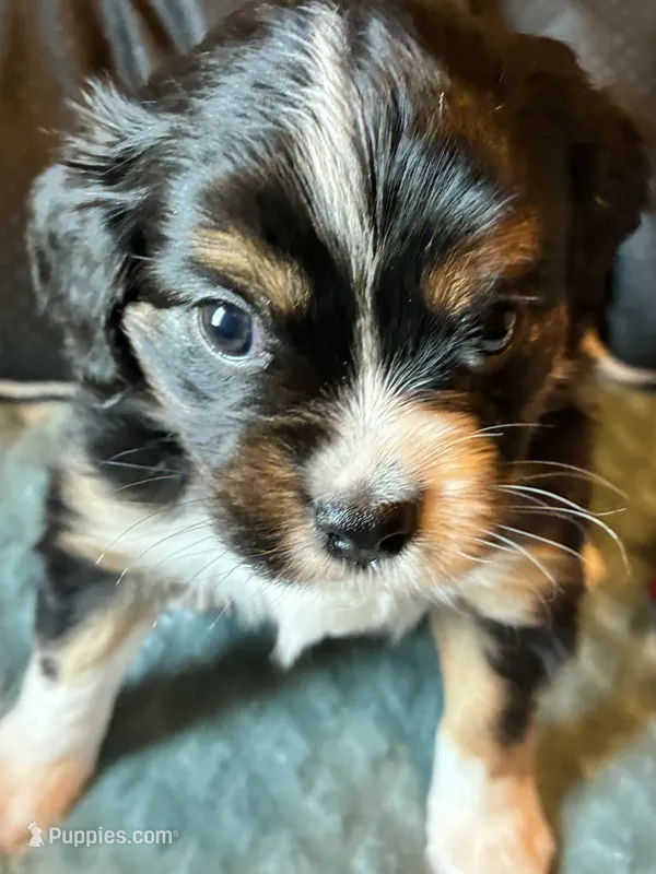Shadow – Aussalier puppy for sale in Picayune, MS
