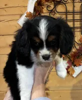 Cooper, a male Aussalier for sale in Picayune, MS – 3 of 9