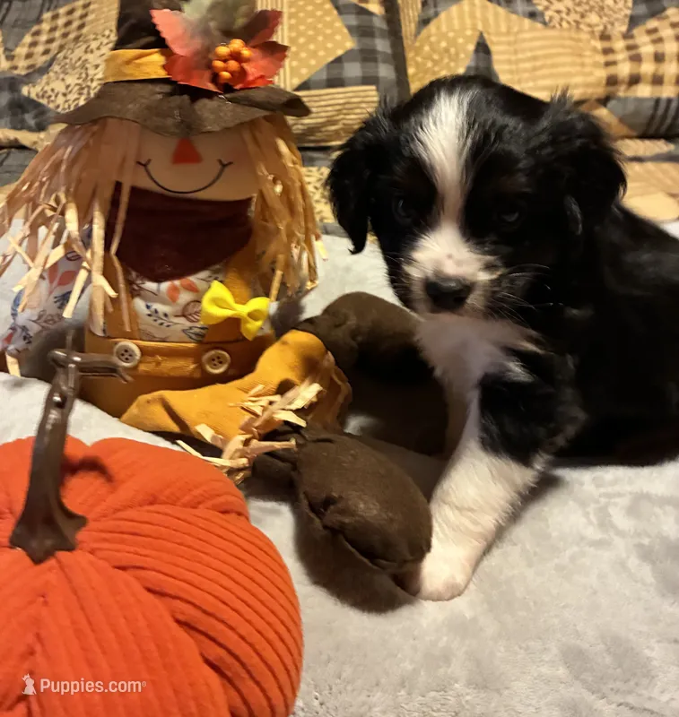 Prince – Aussalier puppy for sale in Picayune, MS