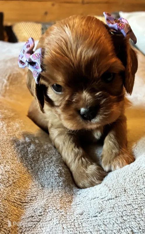 Amberli – Cavalier King Charles Spaniel puppy for sale in Picayune, MS