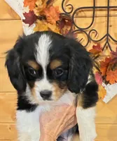 Cooper, a male Aussalier for sale in Picayune, MS – 2 of 9