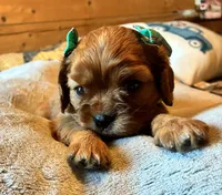 Penny, a female Cavalier King Charles Spaniel for sale in Picayune, MS – 2 of 6
