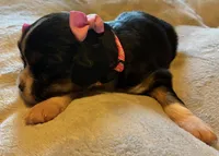 Mimi, a female Aussalier for sale in Picayune, MS – 3 of 6