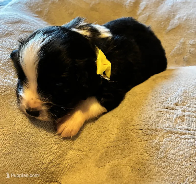 Prince – Aussalier puppy for sale in Picayune, MS