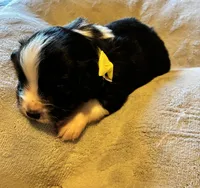 Prince, a male Aussalier for sale in Picayune, MS – 1 of 5