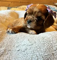 Amberli, a female Cavalier King Charles Spaniel for sale in Picayune, MS – 3 of 5