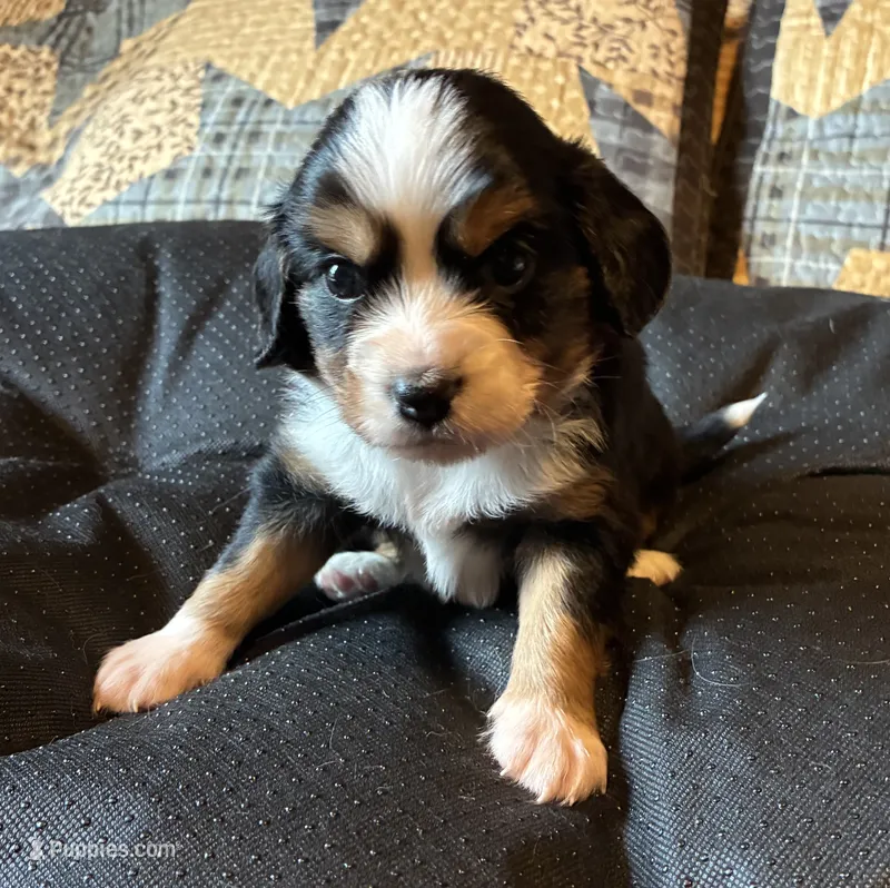 Tucker – Aussalier puppy for sale in Picayune, MS
