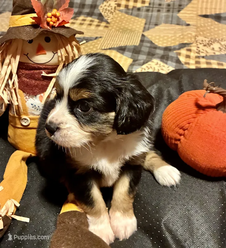 Tucker – Aussalier puppy for sale in Picayune, MS