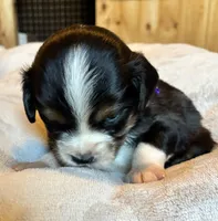 Oreo, a male Aussalier for sale in Picayune, MS – 2 of 5