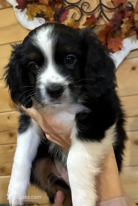 Prince – Aussalier puppy for sale in Picayune, MS