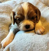 Jasper Jr. (J.J.), a male Cavalier King Charles Spaniel for sale in Picayune, MS – 2 of 5