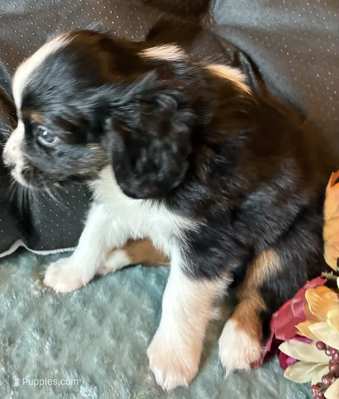 Prince – Aussalier puppy for sale in Picayune, MS