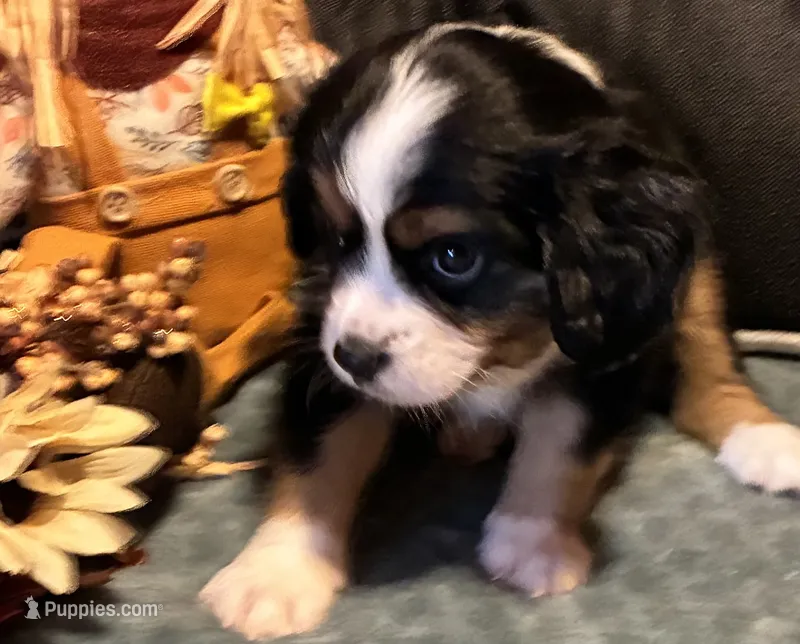Tucker – Aussalier puppy for sale in Picayune, MS