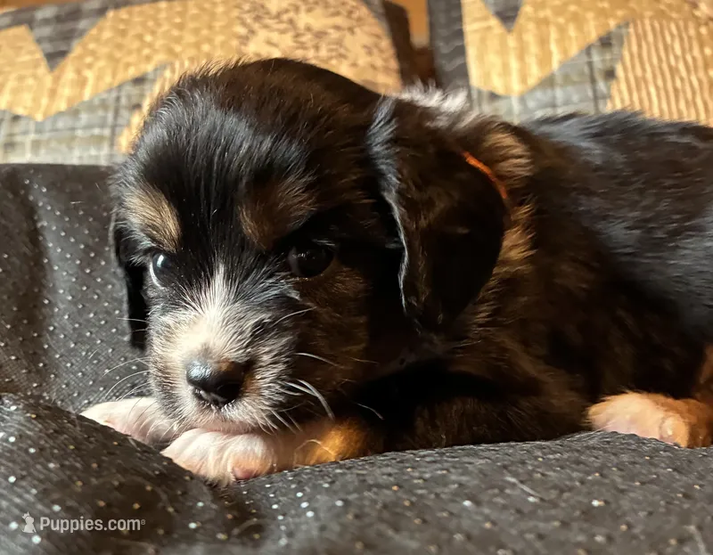 Max  – Aussalier puppy for sale in Picayune, MS