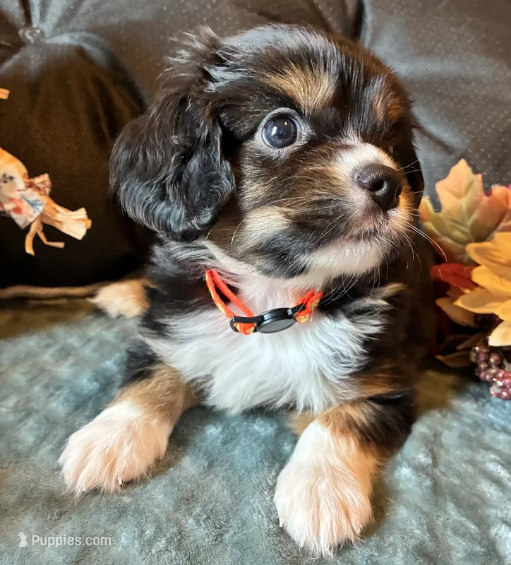Max  – Aussalier puppy for sale in Picayune, MS
