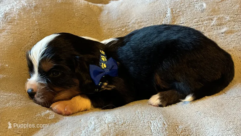 Cooper – Aussalier puppy for sale in Picayune, MS