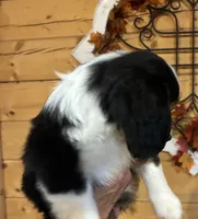Cooper, a male Aussalier for sale in Picayune, MS – 4 of 9