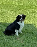 Cooper, a male Aussalier for sale in Picayune, MS – 8 of 9