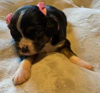 Mimi, a female Aussalier for sale in Picayune, MS – 2 of 6