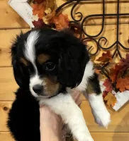 Cooper, a male Aussalier for sale in Picayune, MS – 7 of 9