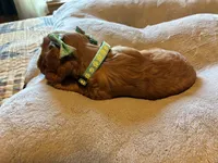Penny, a female Cavalier King Charles Spaniel for sale in Picayune, MS – 4 of 6