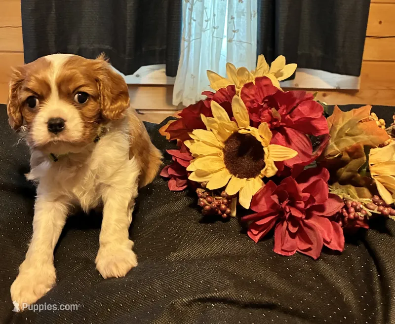 Jasper Jr. (J.J.) – Cavalier King Charles Spaniel puppy for sale in Picayune, MS