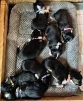 Prince, a male Aussalier for sale in Picayune, MS – 3 of 5