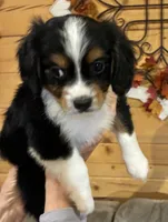 Cooper, a male Aussalier for sale in Picayune, MS – 1 of 9