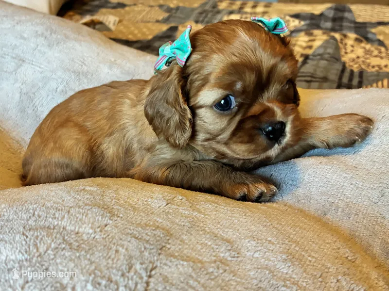Penny – Cavalier King Charles Spaniel puppy for sale in Picayune, MS