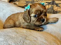 Penny, a female Cavalier King Charles Spaniel for sale in Picayune, MS – 1 of 6
