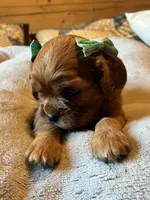 Penny, a female Cavalier King Charles Spaniel for sale in Picayune, MS – 3 of 6