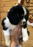 Cooper, a male Aussalier for sale in Picayune, MS – 5 of 9