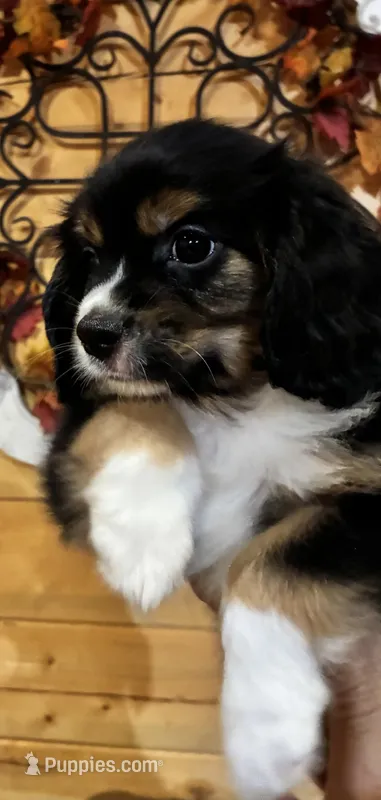 Max  – Aussalier puppy for sale in Picayune, MS