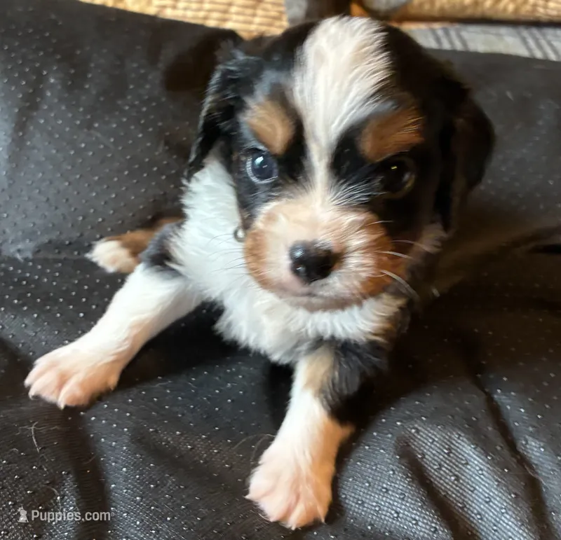 Cooper – Aussalier puppy for sale in Picayune, MS