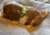 Jasper Jr. (J.J.), a male Cavalier King Charles Spaniel for sale in Picayune, MS – 3 of 5