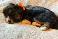 Max , a male Aussalier for sale in Picayune, MS – 2 of 5